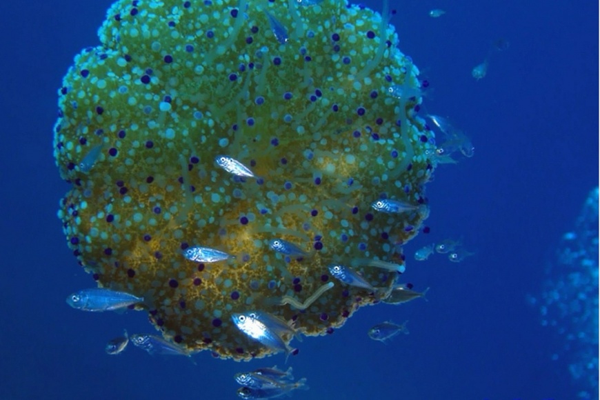 Ronjenje u ronilačkom centru Nautilus