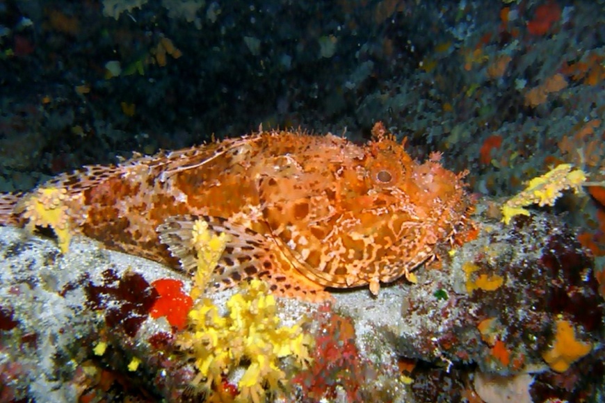 Ronjenje u ronilačkom centru Nautilus