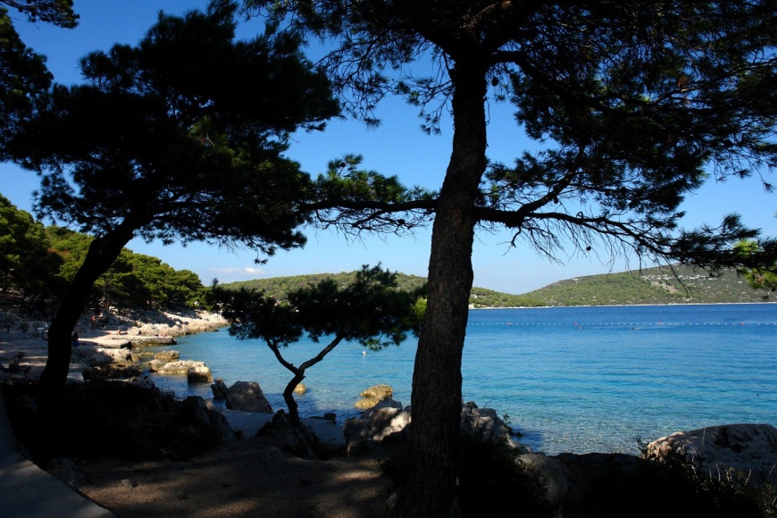 Hlad borova na plaži Iza Andrije