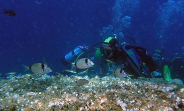 Ronilački centar Nautilus Betina