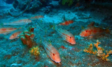 Ronjenje u ronilačkom centru Nautilus