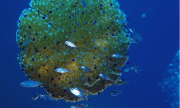 Ronjenje u ronilačkom centru Nautilus